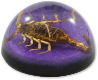 1.9 Golden Scorpion kupola papirnati purpurna
